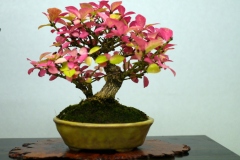 こまゆみ盆栽 Komayumi Spindle tree