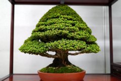 Japanese-cypress-bonsai-tree-008