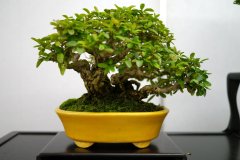 Privet-bonsai-tree-002