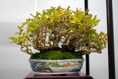 Privet-bonsai-tree-003