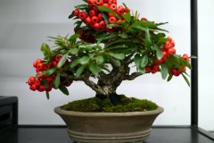 ピラカンサ盆栽 Pyracantha