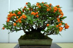 ピラカンサ盆栽 Pyracantha