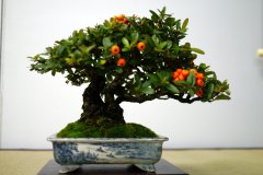 ピラカンサ盆栽 Pyracantha