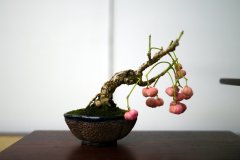 まゆみ盆栽 Mayumi Spindle tree