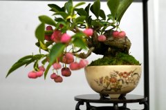 まゆみ盆栽 Mayumi Spindle tree