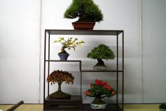 Tanakazari-bonsai-trees-008