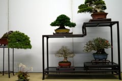 Tanakazari-bonsai-trees-009