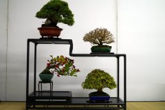 Tanakazari-bonsai-trees-010