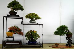 Tanakazari-bonsai-trees-011