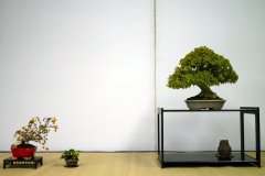 Tanakazari-bonsai-trees-012