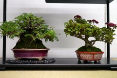 Tanakazari-bonsai-trees-013