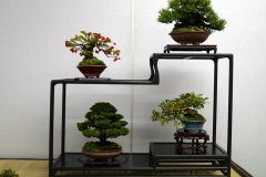 Tanakazari-bonsai-trees-014