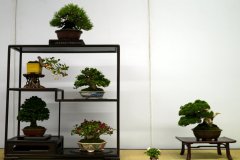 Tanakazari-bonsai-trees-015