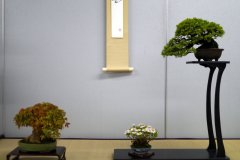 Tanakazari-bonsai-trees-016