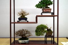 Tanakazari-bonsai-trees-017