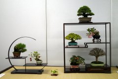 Tanakazari-bonsai-trees-018