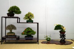 Tanakazari-bonsai-trees-019