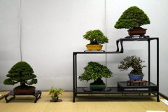 Tanakazari-bonsai-trees-020