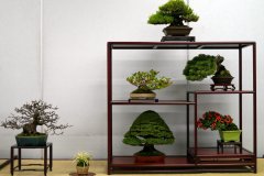 Tanakazari-bonsai-trees-021