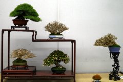 Tanakazari-bonsai-trees-022