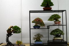 Tanakazari-bonsai-trees-023