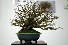 Wild-Rose-bonsai-tree-001