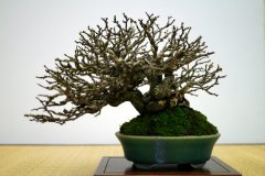 Wild-Rose-bonsai-tree-002