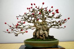 japanese-berry-bonsai-tree-005