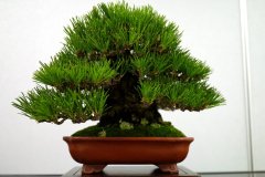 黒松盆栽 Japanese black pine