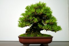 黒松盆栽 Japanese black pine