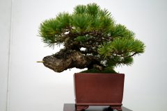 五葉松盆栽 japanese white pine