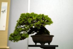 五葉松盆栽 japanese white pine