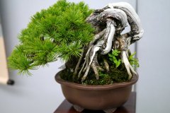 五葉松盆栽 japanese white pine