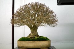 けやき盆栽 Japanese zelkova