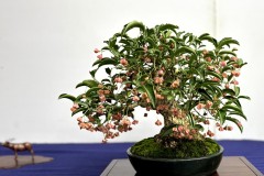 まゆみ盆栽　Spindle tree