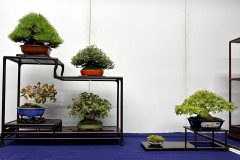 棚飾り盆栽 tanakazari bonsai