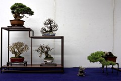 棚飾り盆栽 tanakazari bonsai