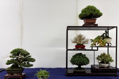 棚飾り盆栽 tanakazari bonsai