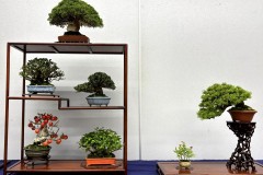 棚飾り盆栽 tanakazari bonsai