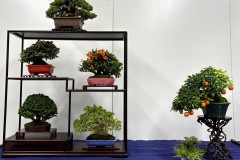 棚飾り盆栽 tanakazari bonsai