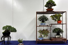 棚飾り盆栽 tanakazari bonsai