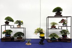 棚飾り盆栽 tanakazari bonsai