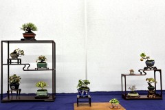 棚飾り盆栽 tanakazari bonsai