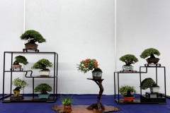 棚飾り盆栽 tanakazari bonsai