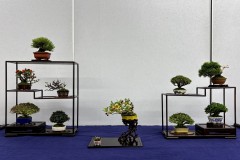 棚飾り盆栽 tanakazari bonsai