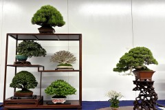 棚飾り盆栽 tanakazari bonsai