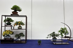 棚飾り盆栽 tanakazari bonsai