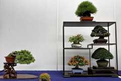 棚飾り盆栽 tanakazari bonsai