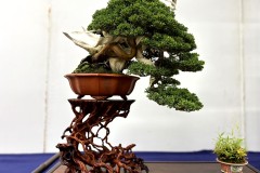 真柏盆栽 chinese juniper