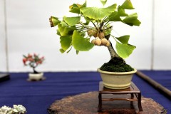 イチョウ盆栽　ginkgo bonsai